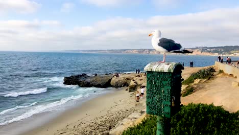 A-sea-gull-basks-in-the-sun-overlooking-the-ocean