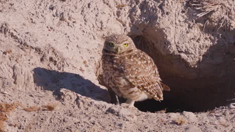 Burrowing-owl-standing-next-to-the-hole-taking-care-of-home---wide-shot-slow-motion