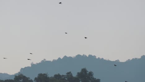 Formation,-Gruppe-Von-Vögeln,-Die-In-Zeitlupe-Fliegen---Tiermigrationsaufnahme