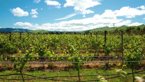 Tracking-shot-of-a-vineyard-in-the-area-of-Waipara-in-New-Zealand