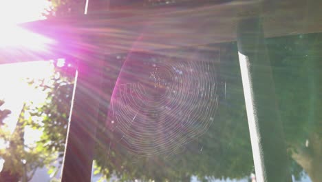 Spiderweb-between-fence-bars-with-rainbow-sun-flare-shining-bright