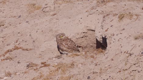 Burrowing-owl-on-Patagonian-prairie,-Guarding-his-nest-hole--Athene-cunicularia