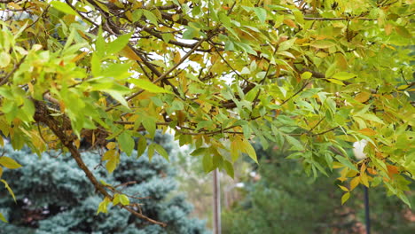 Lindgrüne-Blätter,-Die-Aus-Einem-Westlichen-Hackberry-Baum-Fallen-Und-Im-Herbst-In-Einem-Park-In-Der-Nähe-An-Einem-Bewölkten-Tag-Im-Wind-Wehen