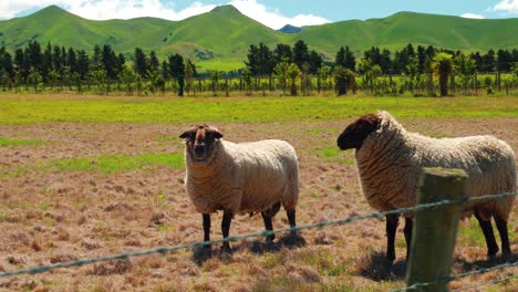 Schafe-Stehen-Auf-Dem-Land-Von-Neuseeland-Mit-Einem-Wunderschönen-Grünen-Berg-Dahinter
