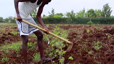Masai-Man-planting-vegetables,-shovels-soil-on-a-field,-overcast-day,-in-Kenya,-Africa