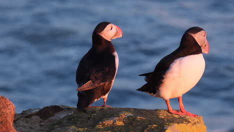 Pair-Of-Atlantic-Puffins-Sitting-On-Rocky-Cliff-With-Ocean-Waves-In-Background-At-Latrabjarg-In-Westfjords,-Iceland