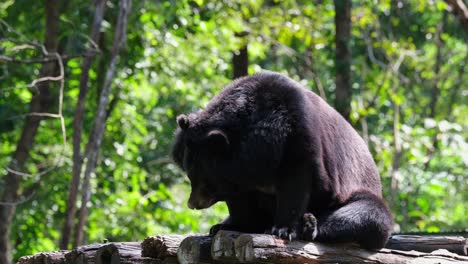 Asian-Black-Bear,-Ursus-thibetanus