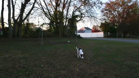 Slow-motion-clip-of-puppy-being-curious-about-a-drone