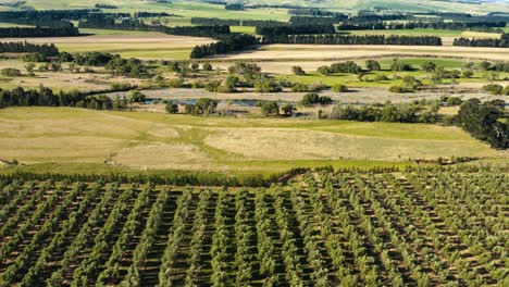Aerial-view-of-a-field-of-olive-trees-in-Waipara,-the-countryside-of-New-Zealand