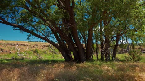 Windiger-Tag-Auf-Dem-Neuseeland-Mit-Hohen-Gelben-Gras--Und-Trauerweidenbäumen