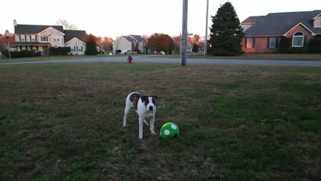 Slow-motion-clip-of-pitbull-puppy-with-soccer-ball