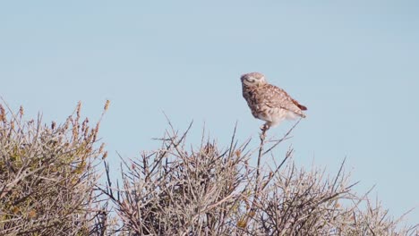 Burrowing-owl-sitting-on-top-of-a-tree,-looking-around,-in-Patagonia--Athene-cunicularia---Handheld,-slow-motion-view