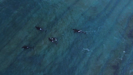 Aerial-view-of-Orcas,-in-shallow,-blue-sea,-in-Patagonia---top-down,-drone-shot---Orcinus-orca