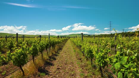 POV-walking-trough-the-rows-of-a-vineyard-on-a-sunny-day-in-Waipara,-New-Zealand