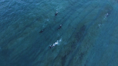 Aerial-view-of-Killer-whales,-rising-to-the-surface-in-Peninsula-Valdez,-Patagonia---Orcinus-orca---slow-motion,-drone-shot