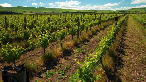 Slow-ascending-shot-over-a-field-of-vineyards-in-the-countryside-of-New-Zealand