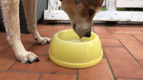 Slow-motion:-Brown-and-White-Dog-is-drinking-from-a-yellow-bowl-in-the-morning
