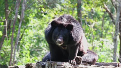 Asiatischer-Schwarzbär,-Ursus-Thibetanus