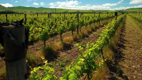 Slow-descending-shot-over-a-big-field-of-vineyards-in-New-Zealand