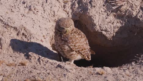 Portrait-of-a-Burrowing-owl-at-a-nest-hole-in-South-America---Athene-cunicularia