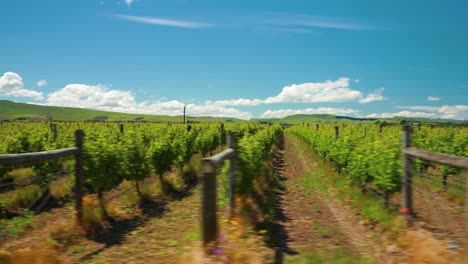 Tracking-wide-shot-of-rows-of-vineyards-in-the-countryside-of-New-Zealand