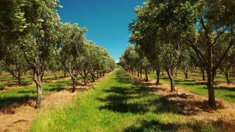 Rows-of-olive-trees-in-the-countryside-of-Waipara,-New-Zealand