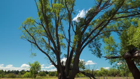 Pov-Neigeansicht-Eines-Großen-Trauerweidenbaums-An-Einem-Sonnigen-Tag