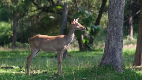 Eld's-Deer,-Panolia-eldii,-Female