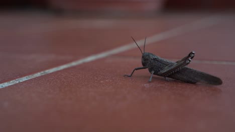 Single-locust,-grasshopper-sitting-on-tiled-flooring,-panning-left