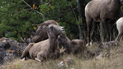 Small-group-of-female-Big-Horn-sheep-playfully-resting-on-rugged-side-hill