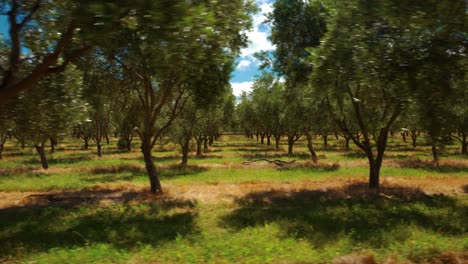 Tracking-shot-of-an-olive-grove-in-Waipara,-New-Zealand