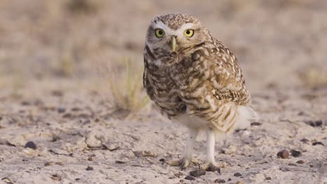 Burrowing-owl-looking-straigh-to-the-camera-as-the-wind-move-their-feathers---Close-up-slowmotion