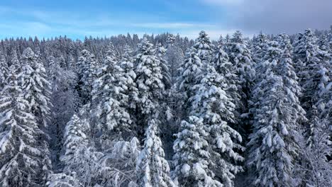 Stunning-drone-footage-over-a-snow-covered-forest