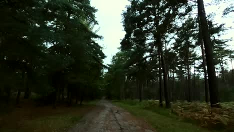 A-woodland,-muddy-road-in-Swinley-forest