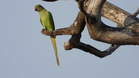 Parrot-in-tree-just-chilling-.
