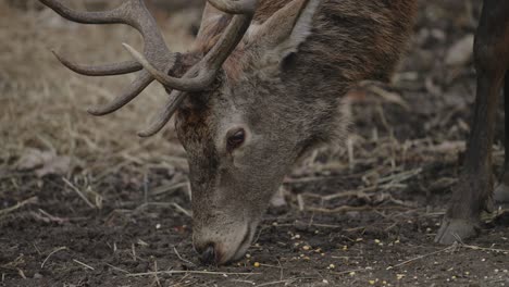 Red-Deer-Feeding-On-Forest-Ground-At-Omega-Park-In-Quebec,-Canada---close-up,-slow-motion