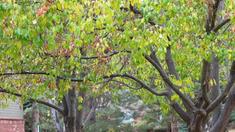Hellgrüne-Und-Braune-Blätter,-Die-Im-Herbst-In-Einem-Park-An-Einem-Bewölkten-Tag-Mit-Backsteinhäusern-Aus-Einem-Baum-Fallen