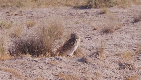 Burrowing-owl-on-Patagonian-prairie,-windy-day,-in-Argentina---Athene-cunicularia