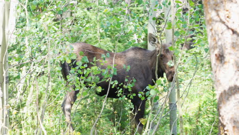 Mother-Moose-without-Antlers-Eating-Leaves-off-of-Trees-and-Standing-Still-in-the-Woods-Surounded-by-Forest