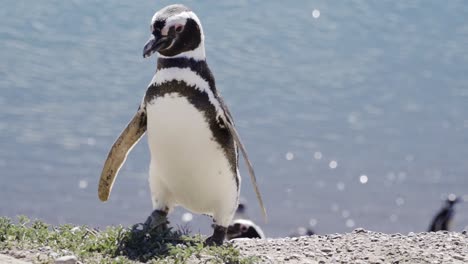 Magellanic-penguin-walking-on-the-coast-of-Caleta-Valdes,-Argentina,-Spheniscus-magellanicus---slow-motion-view