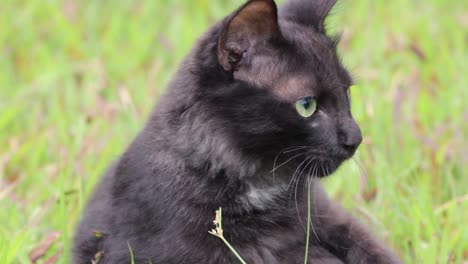 Dark-black-domestic-cat-busy-with-licking-its-body-parts-lying-on-a-green-grass-field-and-watchful-of-the-surroundings-at-the-same-time