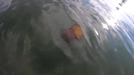 Medusas-De-Ortiga-Del-Mar-Pacífico-Salvaje-En-La-Bahía-De-Monterey,-California-En-4k
