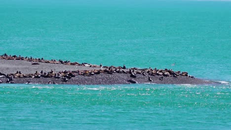 Kolonie-Von-Seeelefanten,-Die-Sich-Am-Ufer-Des-Strandes-In-Der-Nähe-Der-Halbinsel-Valdes-Mit-Türkisblauem-Wasser-Des-Meeres-In-Patagonien,-Argentinien,-Sonnen