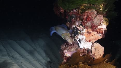 Calamares-Del-Sur-Calamares-Cazando-Y-Pescando-En-La-Noche-Sepiotheuthis-Australis-4k-60fps-Cámara-Lenta