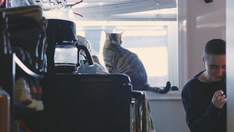 Tabby-Cat-Sitting-On-The-Window-Then-A-Man-Came-Talking-Over-Phone-In-The-Kitchen