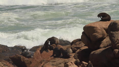 Cape-Fur-Seals-on-coast