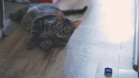Playful-Tabby-Cat-Looking-At-Camera-While-Laying-On-Wooden-Floor-Of-House