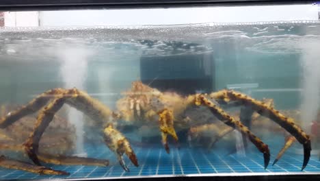 Monstrous-looking-spider-crab-behind-the-glass-of-a-fish-tank,-horrify-looking-long-legs-and-antennas-on-the-giant-crab,-keeping-alive-in-the-supermarket-for-cooking