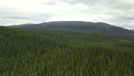 Üppiger-Wald-In-Den-Nordischen-Bergen