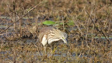 pond-heron-in-pond-waiting-for-pray